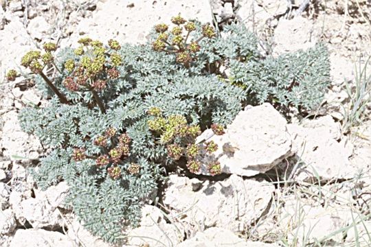 Imagem de <i>Cymopterus purpurascens</i>