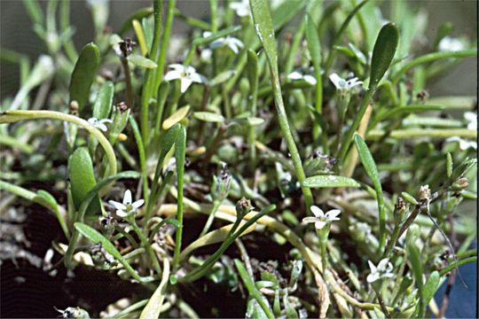 Image of Owyhee mudwort