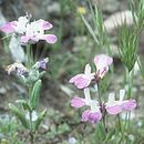 Image of Davidson's blue eyed Mary