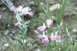 Image de Collinsia bartsiifolia var. davidsonii (Parish) Newsom