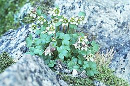 Image of pygmy saxifrage