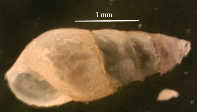 Image of Odostomia J. Fleming 1813
