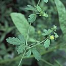 Imagem de Potentilla biennis Greene