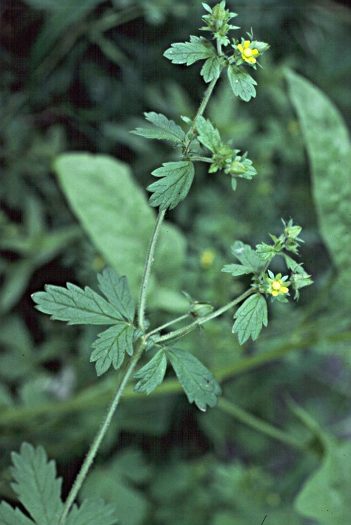 Image of biennial cinquefoil