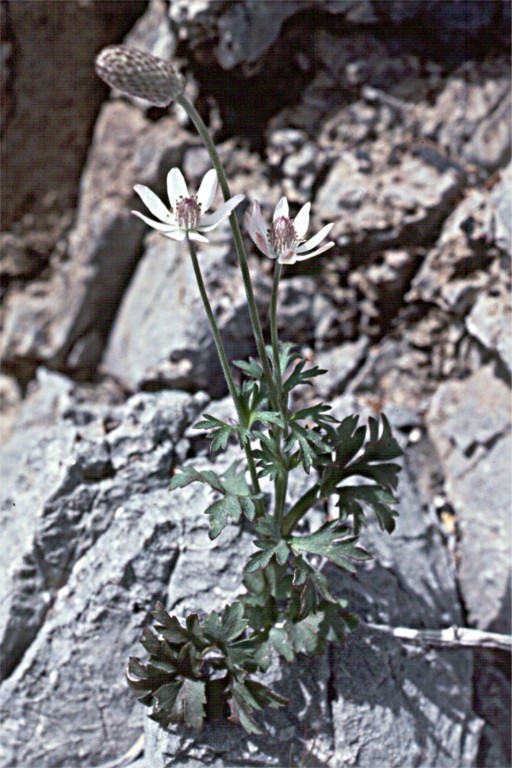 Image of tuber anemone