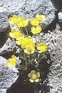 Image of Eschscholtz's buttercup