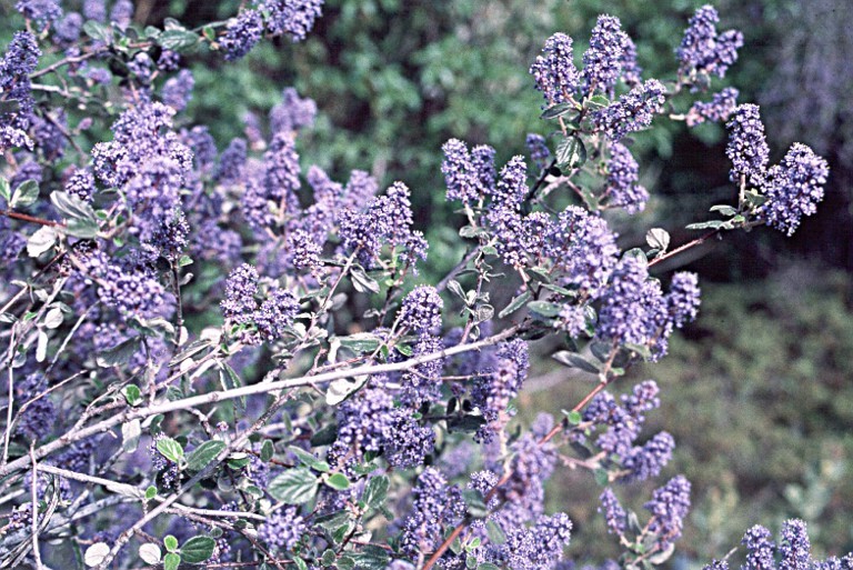 Image of woolyleaf ceanothus