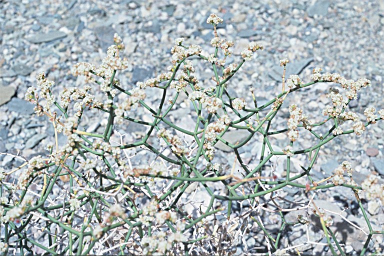 Image of Heermann's buckwheat