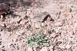 Image of spotted buckwheat