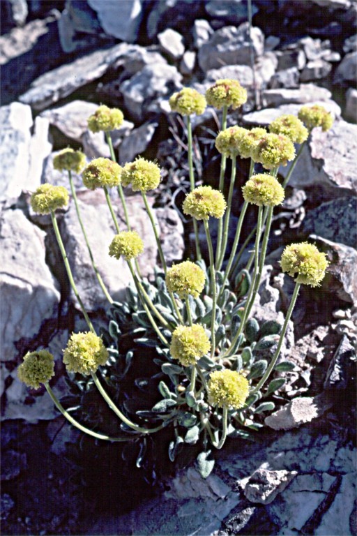 Image of rosy buckwheat