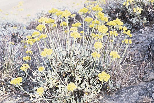 Image of sulphur-flower buckwheat