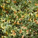 Image of <i>Acmispon procumbens</i> var. <i>jepsonii</i>