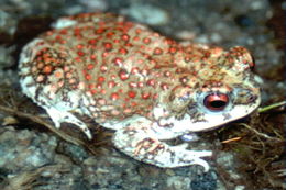 Plancia ëd Anaxyrus punctatus (Baird & Girard 1852)