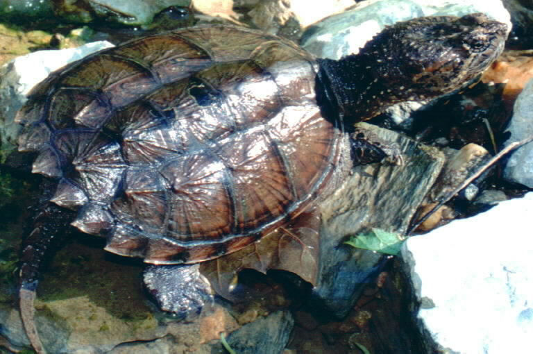 Image of Common Snapping Turtle