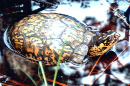 Image of American Box Turtle