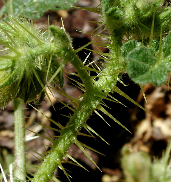 Image of <i>Solanum rostratum</i>