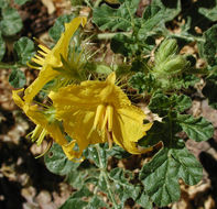 Image of <i>Solanum rostratum</i>