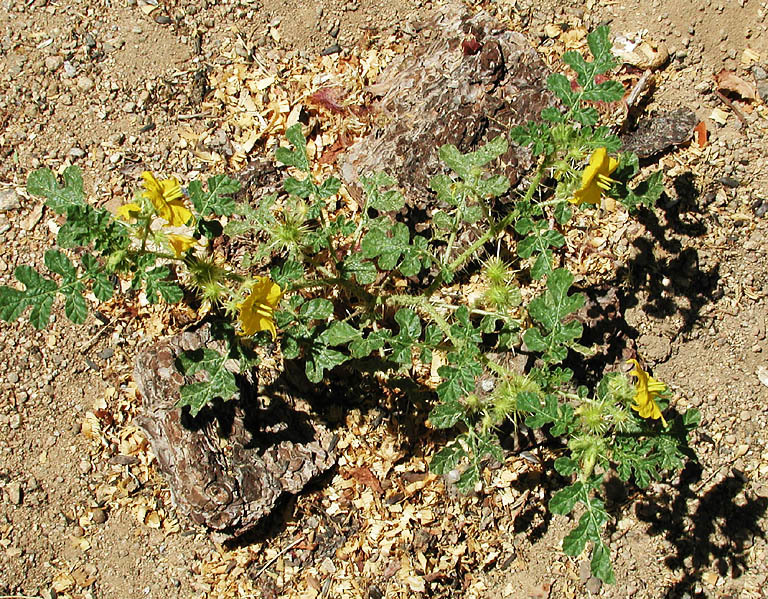 Image of <i>Solanum rostratum</i>
