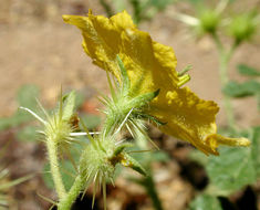 Image of <i>Solanum rostratum</i>