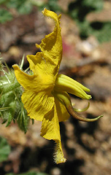 Image of <i>Solanum rostratum</i>