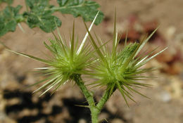 Image of <i>Solanum rostratum</i>