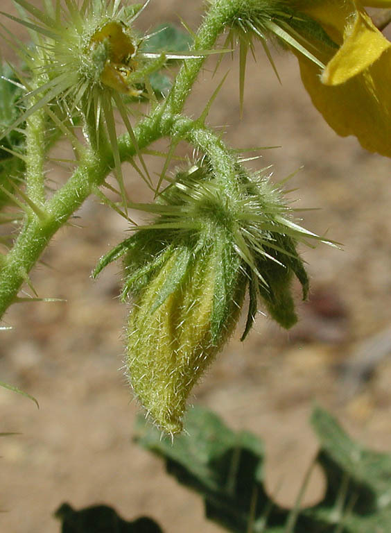 Image of <i>Solanum rostratum</i>