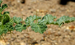 Image of <i>Solanum rostratum</i>