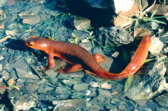 Image of California Newt