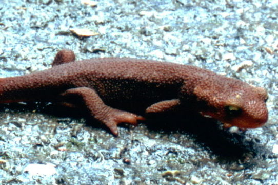 Image of California Newt