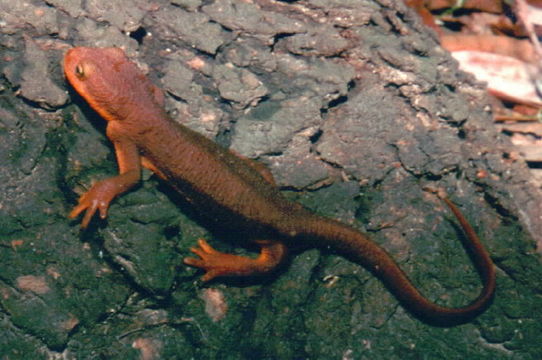 Image of California Newt