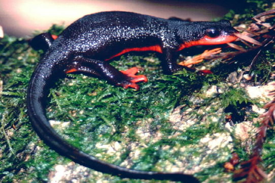 Image of Redbelly Newt