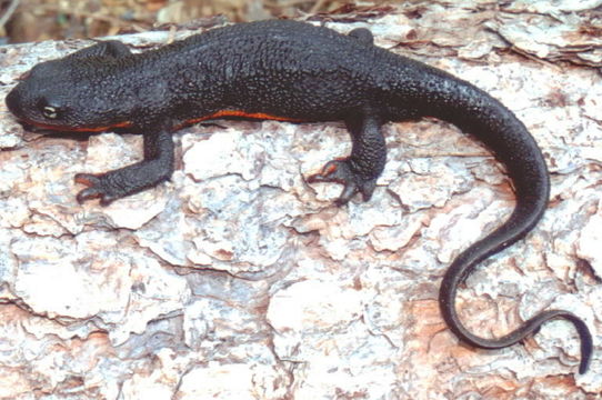 Image of Rough-skinned Newt