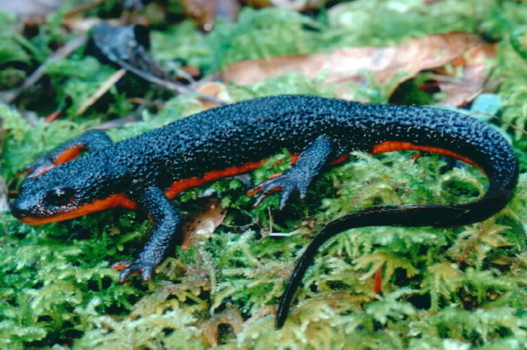 Image of Rough-skinned Newt