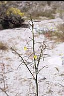 Image de Eulobus californicus Nutt.