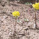 Image de Chylismia claviformis subsp. lancifolia (A. Heller) W. L. Wagner & Hoch