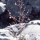 Image of Shockley's evening primrose