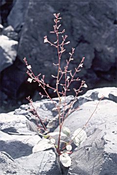 Image of Shockley's evening primrose