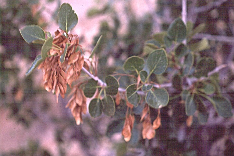 Image of single-leaf ash