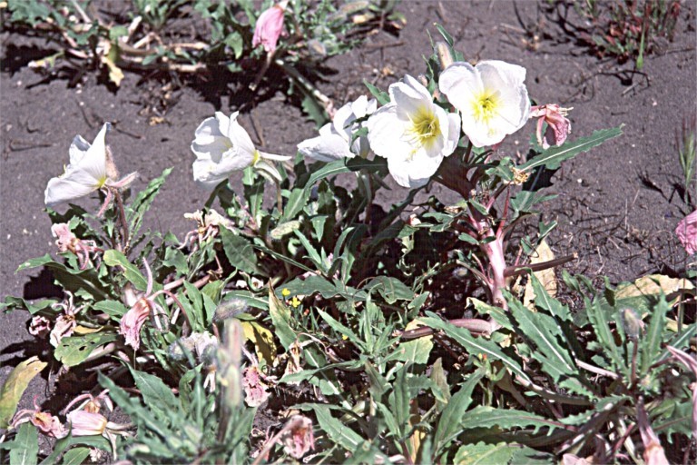 Imagem de Oenothera deltoides subsp. cognata (Jepson) W. Klein