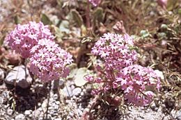 Imagem de Abronia villosa var. aurita (Abrams) Jeps.