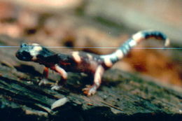 Image de Ensatina eschscholtzii Gray 1850