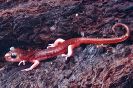 Image de Ensatina eschscholtzii Gray 1850