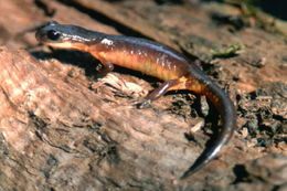 Image de Ensatina eschscholtzii Gray 1850