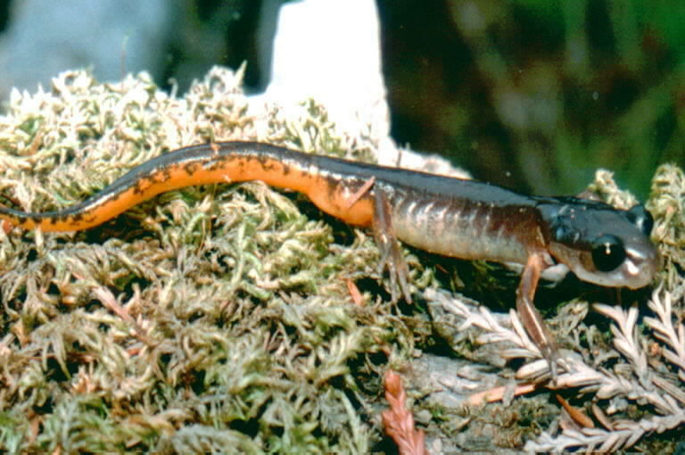 Image de Ensatina eschscholtzii Gray 1850