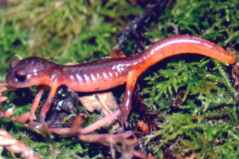 Image de Ensatina eschscholtzii Gray 1850