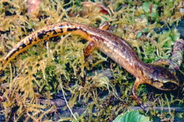 Image de Ensatina eschscholtzii Gray 1850