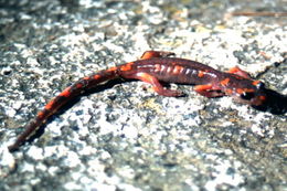 Image de Ensatina eschscholtzii Gray 1850