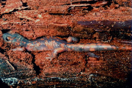 Image of Common Ensatina