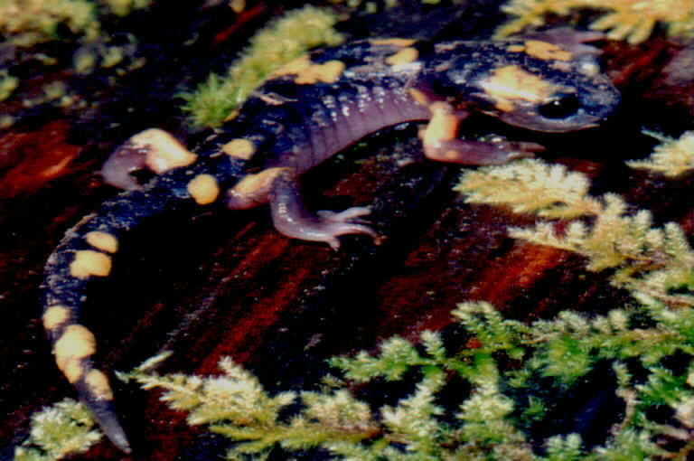 Image de Ensatina eschscholtzii Gray 1850