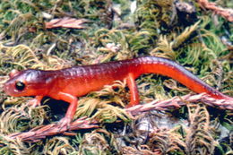 Image de Ensatina eschscholtzii Gray 1850